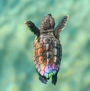 Meet your Posher, Tanya